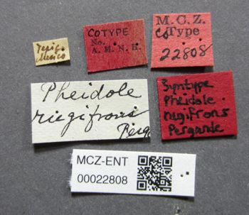 Media type: image;   Entomology 22808 Aspect: labels